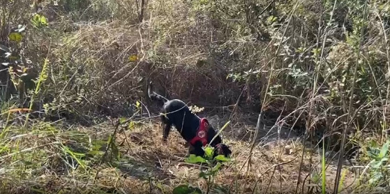 Cão farejador apontou o local onde o corpo poderia estar e passou a cavar.