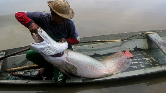 Pescador com pirarucu em reserva sustentável no Amazonas