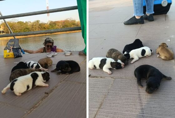 Animais serão colocados para adoção.
