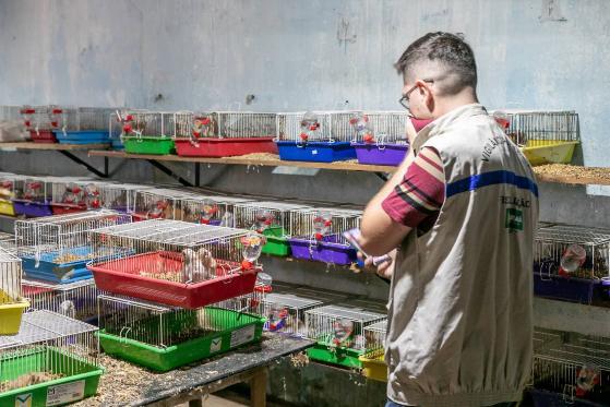 Foram encontrados mais de 70 cães de raça, além de um criadouro irregular de hamsters