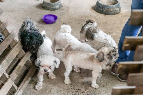 A operação interditou o local que mantinha cães e roedores em condições precárias de sobrevivência