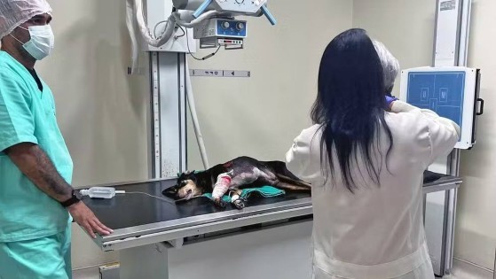 Cadelinha Nina é atendida após ser baleada 