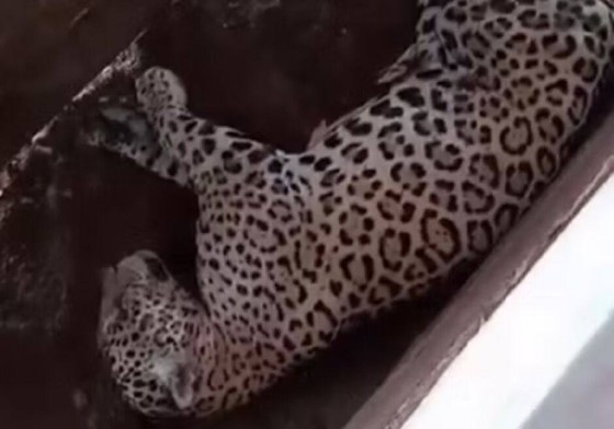 Nas imagens, o felino aparece deitado, aparentemente em sono profundo. 