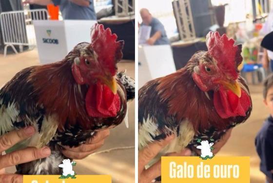 Galo será mantido vivo e deverá estar na próxima edição do leilão.