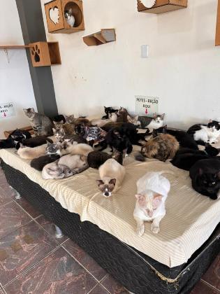 Ong usará recursos para atender animais resgatados.