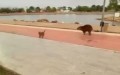 Caramelo e capivara se divertem no Tia Nair 