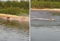 Capivara escapa de virar comida de onça