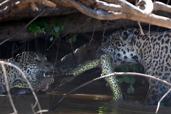 Nas imagens, os felinos aparecem segurando a serpente cada um por uma extremidade