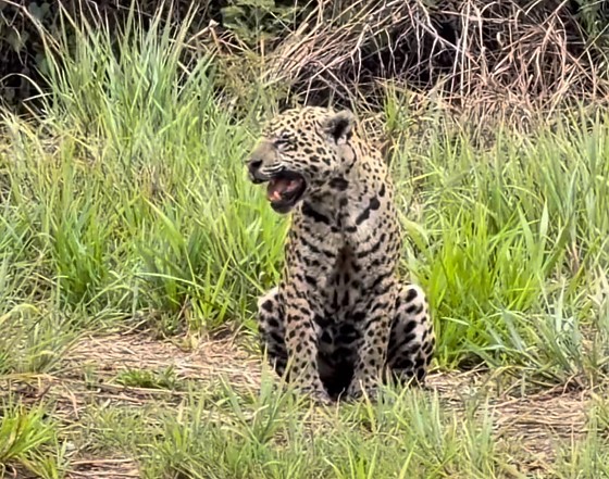 O felino "vocaliza" para chamar seus filhotes por motivos de comunicação e segurança.