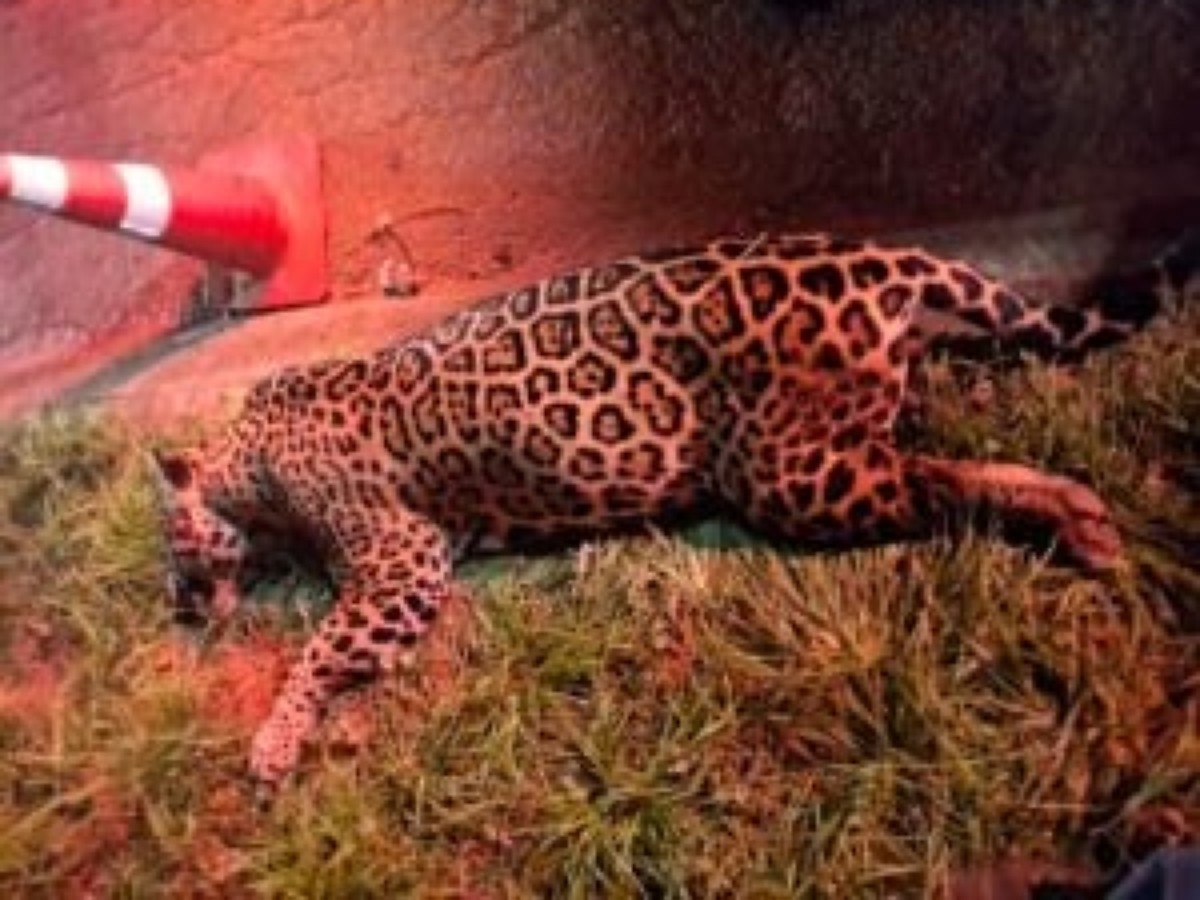 Onça-pintada tenta atravessar rodovia e morre atropelada em MT