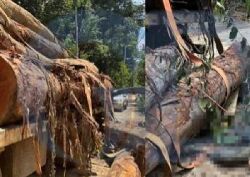 Jovem é atingido por tora de madeira e morre