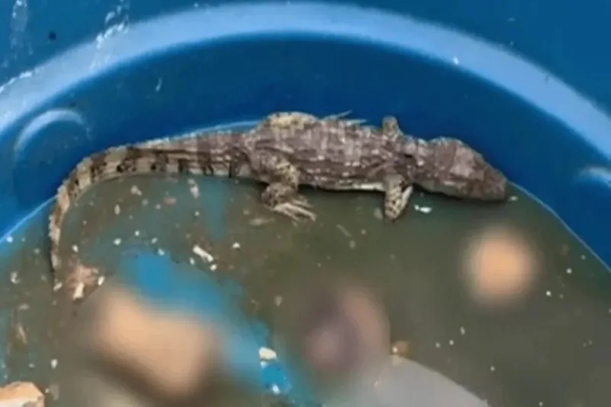 CV usa “jacaré do tráfico” para torturar rivais e sumir com corpos