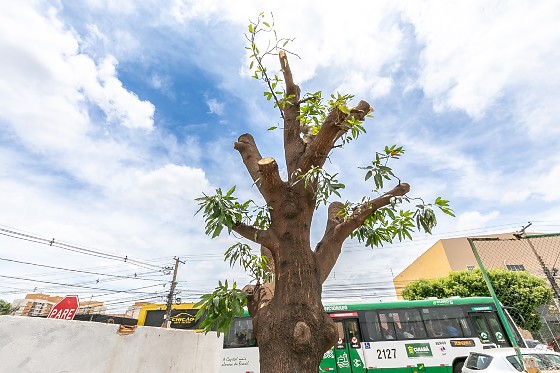A árvore fica no campo do Botafogo, no CPA II.