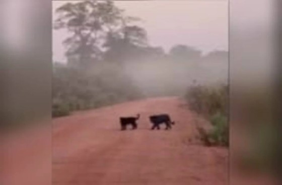 Segundo o homem, ele avistou os dois animais cruzando rapidamente a estrada e, pela silhueta e pelo comportamento, suspeitou que fossem onças.