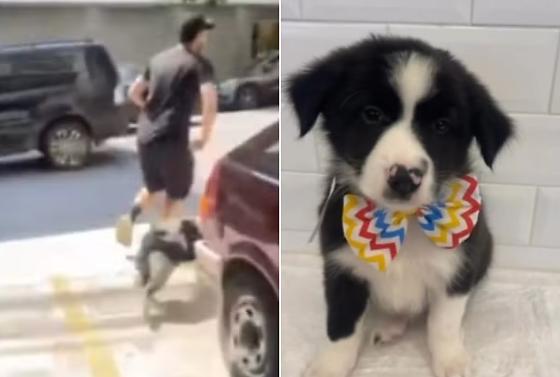 Nas imagens, é possível ver que várias pessoas tentaram impedir o homem de levar o animal do local.