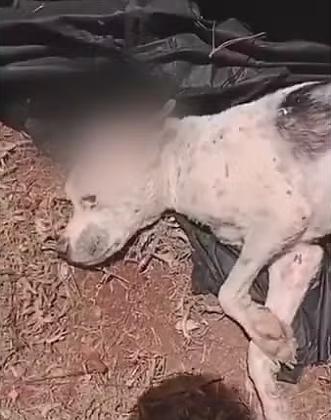 Animal está se recuperando em clínica veterinária.