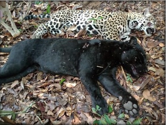 investigados praticaram diversos crimes contra a fauna silvestre, incluindo a caça reiterada de espécies como onça-pintada, anta e queixada.