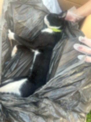 O médico afirma que outros dois gatos encontrados mortos recentemente também circulavam pelo condomínio