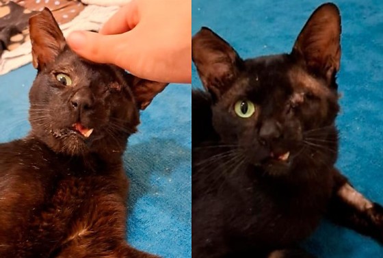 Denúncia aponta que gato pode ter sido espancado no condomínio Morada do Parque