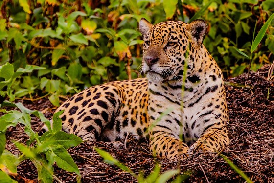 Entre as propostas estarão passeios de etnoturismo, turismo de aventura, observação da vida silvestre, pacotes de pesca, hospedagens e day use