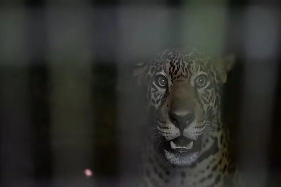 Depois de 40 dias de recuperação, ela foi devolvida à natureza nas proximidades do município de Nova Airão.