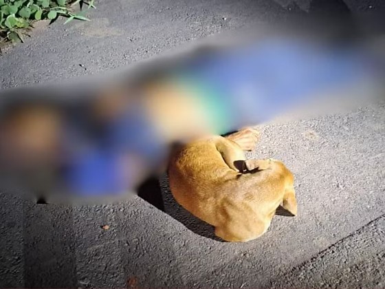 Animal ficou ao lado do corpo e precisou ser levado pela PM.