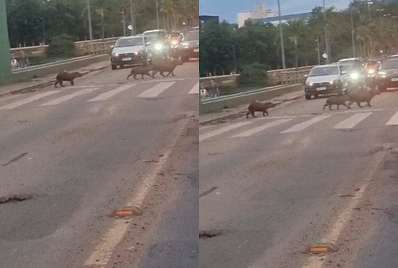A cena chamou a atenção de quem transitava pela região