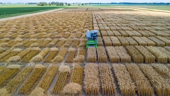 Fazenda em Mattoon localizada no cinturão de produção de milho dos EUA, o chamado “Corn Belt”