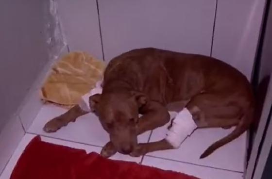  animal, que foi batizado de Vivente, estava em estado grave de debilidade física e teve o resgate acompanhado pela Diretoria de Bem-Estar Animal