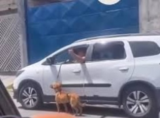 Cachorro amarrado em Guarulhos.