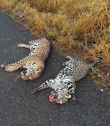 Além de atropelados, os animais estavam mutilados, o que levanta a hipótese de crime ambiental