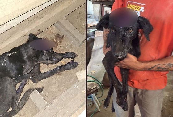 Animal foi encontrado com um ferimento profundo na cabeça.