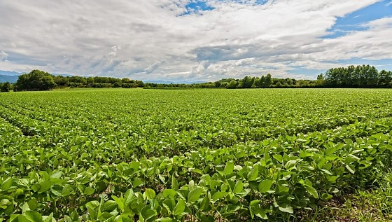 Justiça decretou a falência da empresa Futuro Fomento Agrícola S/A por dívida milionária