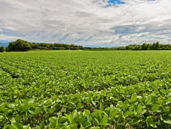 Custo total da soja está projetado em R$ 8.171,41 por hectare na safra 2026/27; indicador de rentabilidade deve recuar 35,05%.