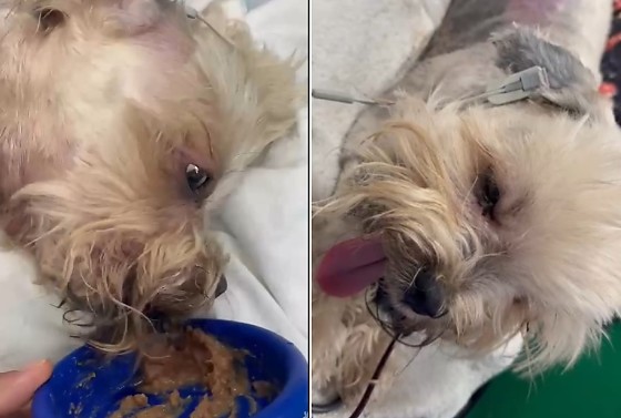 O caso ganhou repercussão após a tutora de Ted, Maria Lucilene, denunciar negligência em um pet shop depois que o cachorro sofreu queimaduras grave.