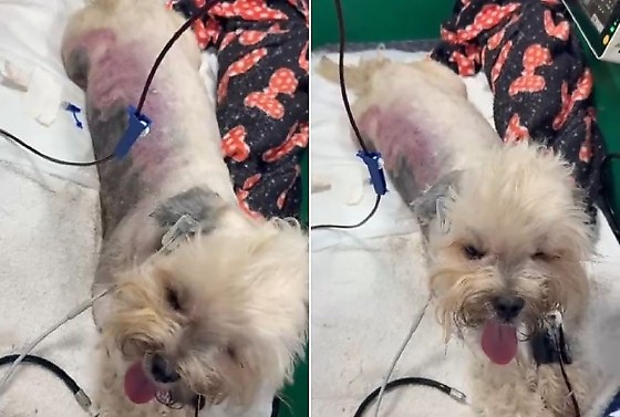 As orientações surgem após o cachorro chamado Ted sofrer queimaduras graves durante atendimento em pet shop de Cuiabá.
