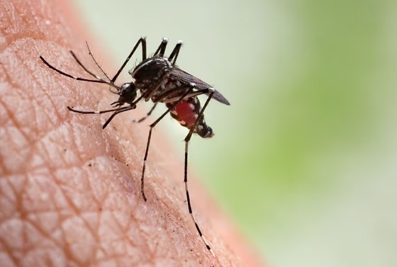 Município reforça alerta para que população mantenha combate ao mosquito transmissor.