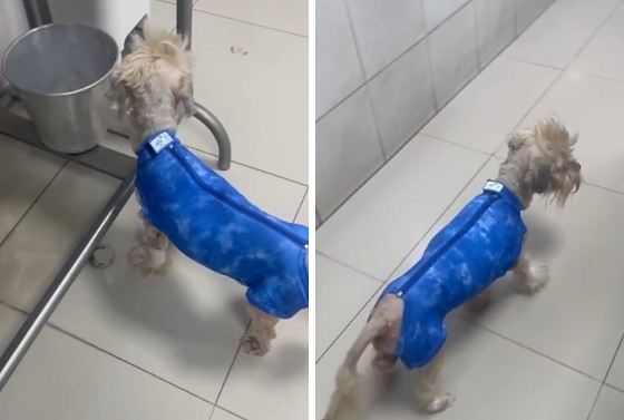 O veterinário ressaltou que o quadro ainda exige monitoramento constante, já que o animal pode apresentar oscilações no processo de recuperação