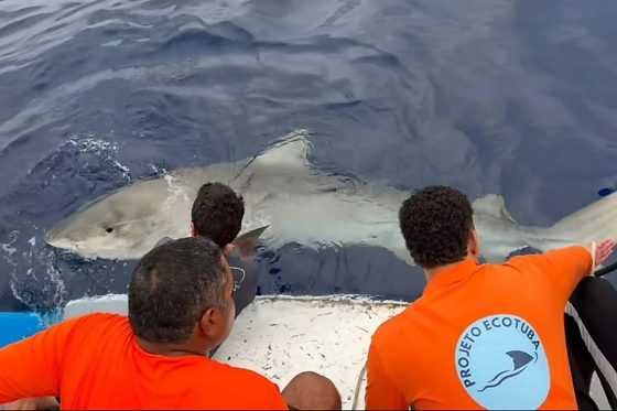 O Comitê Estadual de Monitoramento de Incidentes com Tubarões (Cemit) confirmou que o animal envolvido no ataque à jovem Marcela Vitória de Lima Santos, de 19 anos, na Praia de Boa Viagem, foi um tubarão-tigre (Galeocerdo cuvier) adulto com aproximad