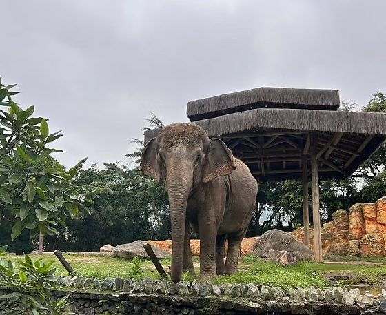 Animal viveu cerca de 30 anos no famoso parque em Santa Catarina.