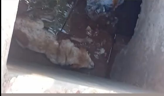 Com ajuda de corda, populares resgataram o animal preso no local.