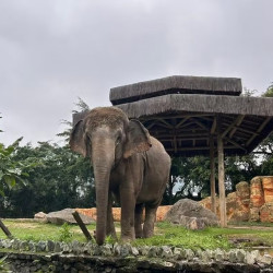 Animal viveu cerca de 30 anos no famoso parque em Santa Catarina.