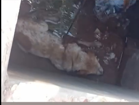 Com ajuda de corda, populares resgataram o animal preso no local.