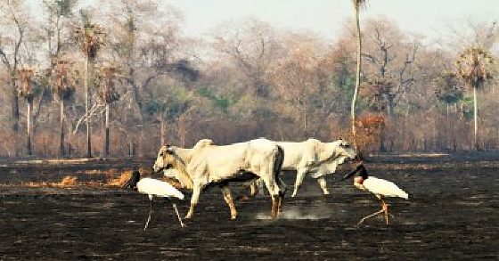 Casal de produtores alegam enfrentar crise financeira causada por incêndios, estiagem e outros fatores
