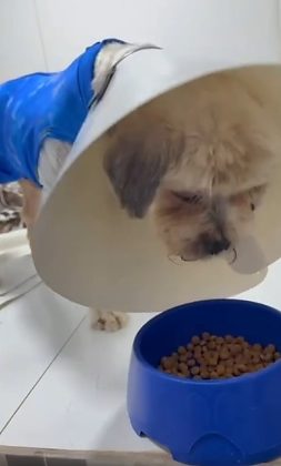 Segundo a ONG Aliança Com as 4 Patas, responsável pelo apoio ao animal, Ted vem demonstrando melhora significativa nos últimos dias e já se alimenta de ração