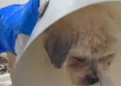 Segundo a ONG Aliança Com as 4 Patas, responsável pelo apoio ao animal, Ted vem demonstrando melhora significativa nos últimos dias e já se alimenta de ração