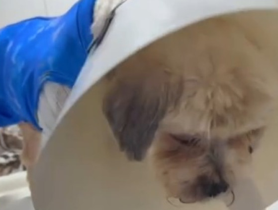 Segundo a ONG Aliança Com as 4 Patas, responsável pelo apoio ao animal, Ted vem demonstrando melhora significativa nos últimos dias e já se alimenta de ração