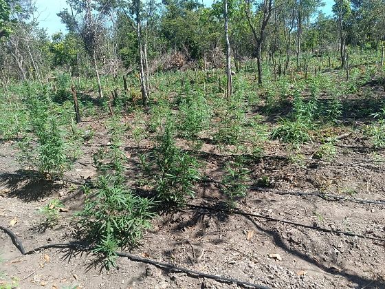 No acampamento montado pelos invasores havia uma plantação com 5 mil pés de maconha.