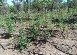 No acampamento montado pelos invasores havia uma plantação com 5 mil pés de maconha.