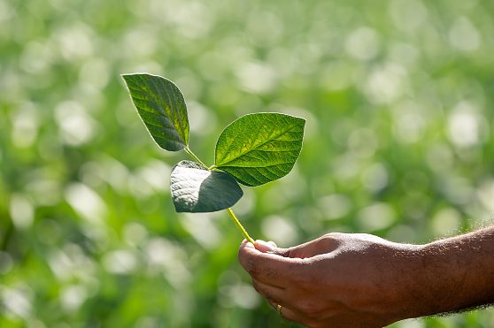 Período do Vazio Sanitário da soja já está em vigor em Mato Grosso e proíbe o manejo da cultura por 90 dias para combater a ferrugem asiática.